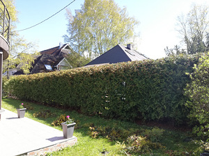 Puude lõikamine (2 foto / 3)