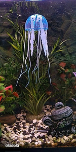 Akvaarium: kunst silikoonist säravad meduusid (1 foto / 3)