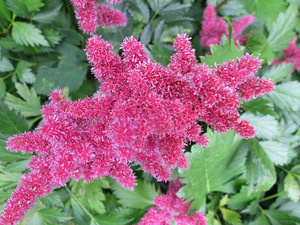 Astilbe (1 фото из 1)