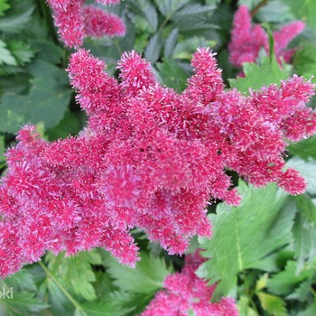 Madal roosa astilbe