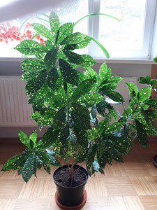 Фиалка,юкка,гибискус (4 фото из 9)