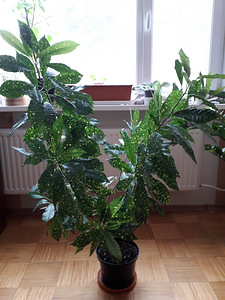 Фиалка,юкка,гибискус (3 фото из 9)