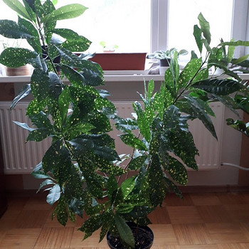 Kannike,yucca,kaktus,Zamioculcas