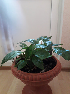 Фиалка,юкка,гибискус (7 фото из 9)