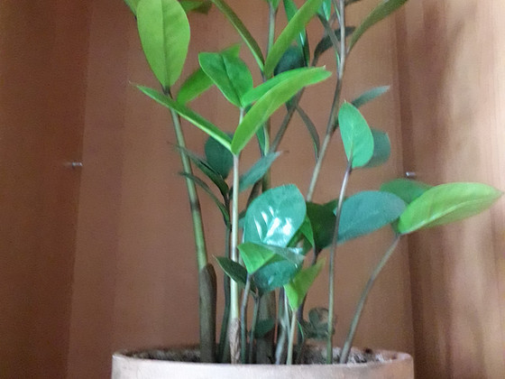 Kannike,yucca,hibiskus