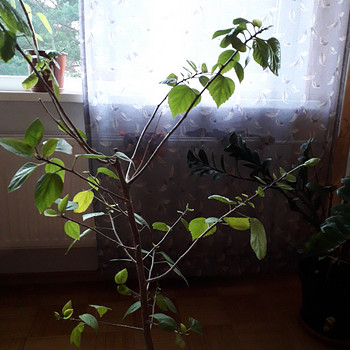 Kannike,yucca,hibiskus