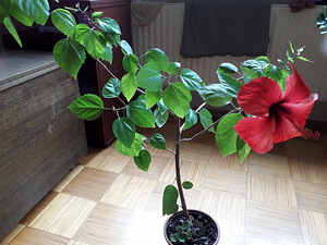 Фиалка,юкка,гибискус (8 фото из 9)