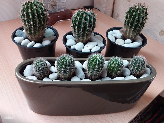 Кактусы