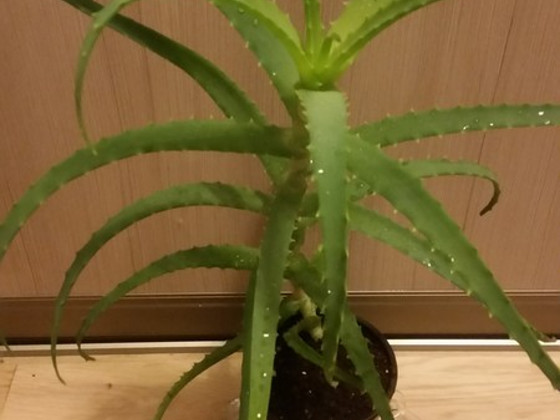 Aaloe retro
