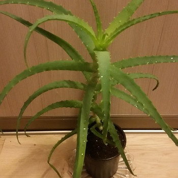 Aaloe retro