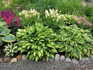 Taime Hosta sort 'Gold Standart' ja "Avocado" suured istikud (1 foto / 5)