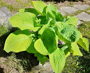 Taime Hosta sort 'Gold Standart' ja "Avocado" suured istikud (4 foto / 5)