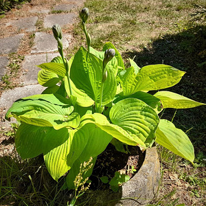 Taime Hosta sort 'Gold Standart' ja "Avocado" suured istikud (5 foto / 5)
