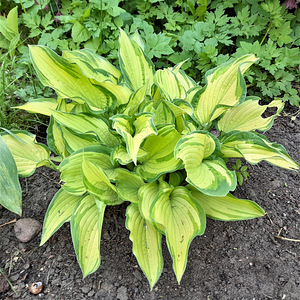 Taime Hosta sort 'Gold Standart' ja "Avocado" suured istikud (2 foto / 5)