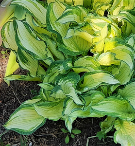 Taime Hosta sort 'Gold Standart' ja "Avocado" suured istikud (3 foto / 5)