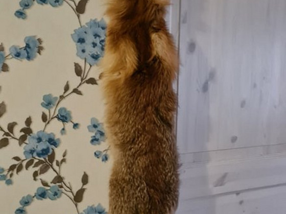 Мех лисы