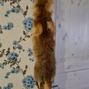 Мех лисы