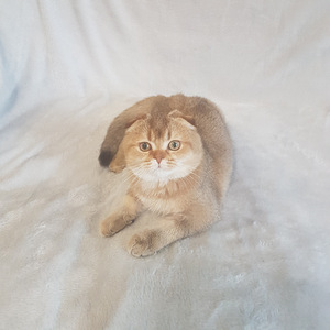 Шотландские котята (1 valokuva sivusta 3)