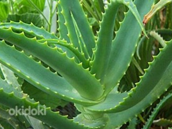 Aloe