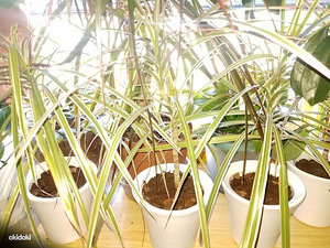 Цветок dracena драцена в керамических горшочках (2 фото из 2)