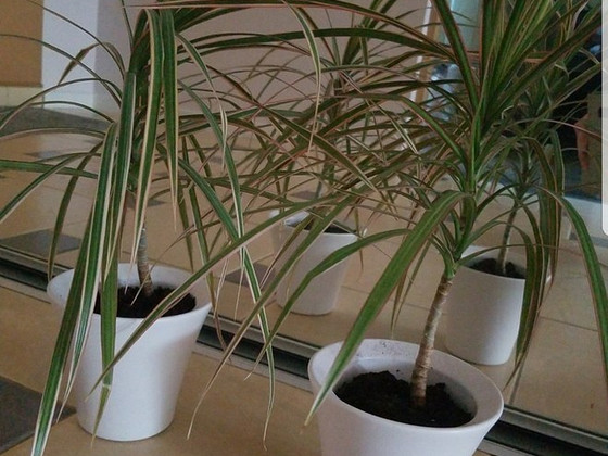 Цветок dracena драцена в керамических горшочках