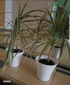 Цветок dracena драцена в керамических горшочках (1 фото из 2)