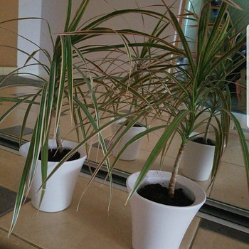 Dracena dracaena lill keraamilistes pottides