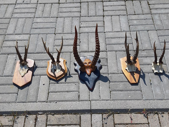 Рога диких животных