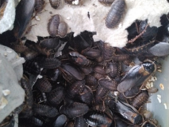 Prussakad Dubia