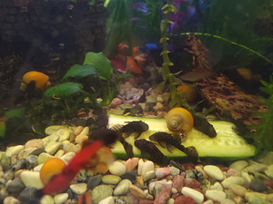 Mollid, mõõksabad, peciliad, guppisid (3 foto / 3)