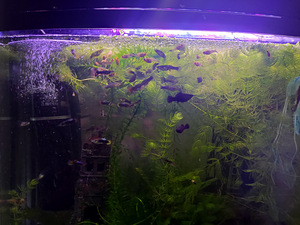 Mollid, mõõksabad, peciliad, guppisid (2 foto / 3)