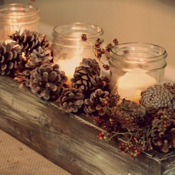 Сосновые шишки Pinus Sylvestri