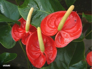 Хлебница, хлебный шкаф (4 фото из 7)