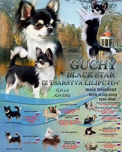 Чихуахуа (1 фото из 10)