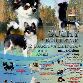Чихуахуа