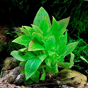 Hygrophila corymbosa Гигрофила коримбоза компакт (лимонник)