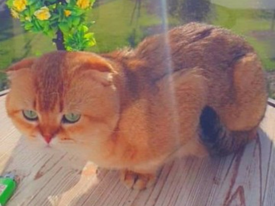 Scottish fold ждет невесту