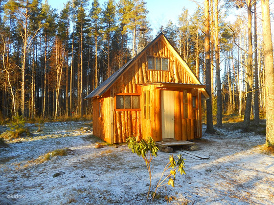 Отдых на Чудском, в сосновом лесу
