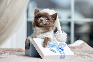 Myytävänä Puppies Chihuahua (1 valokuva sivusta 9)