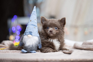 Myytävänä Puppies Chihuahua (2 valokuva sivusta 9)