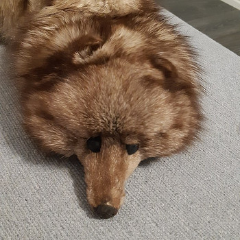 Лисий воротник