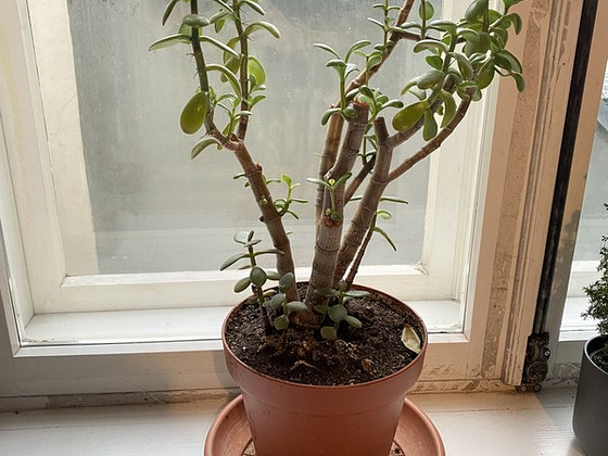 Rahapuu Taim (Money Plant)