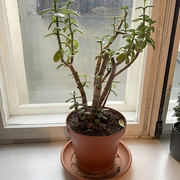 Денежное дерево