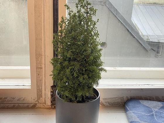 Christmas Taim / Plant (+ Free Pot)