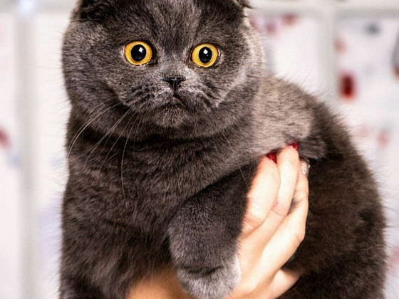 Кот