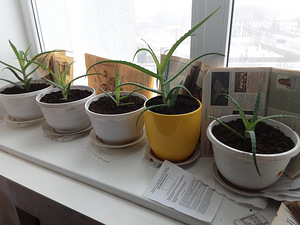 Aaloe (1 foto / 1)