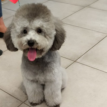Toy puudel