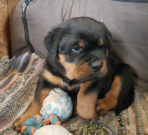Rottweilers (1 foto no 2)