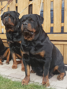 Rottweilers (2 foto no 2)