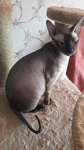 Кошки (2 фото из 2)